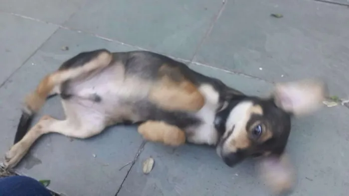 Cachorro ra a Vira-lata idade 2 a 6 meses nome Hope, Yoko e Raiden.