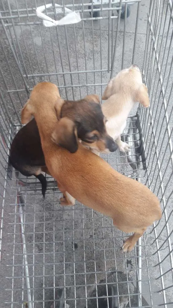 Cachorro ra a Vira-lata idade 2 a 6 meses nome Hope, Yoko e Raiden.