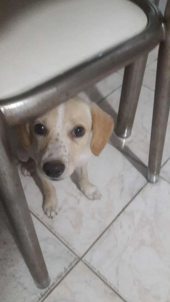 Cachorro ra a Vira-lata idade 2 a 6 meses nome Hope, Yoko e Raiden.