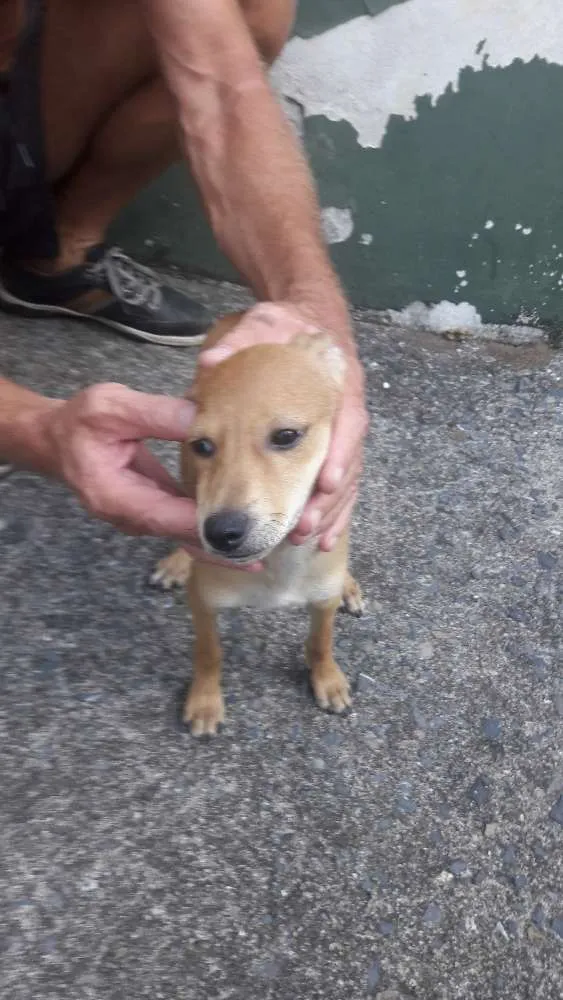 Cachorro ra a Vira-lata idade 2 a 6 meses nome Hope, Yoko e Raiden.