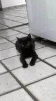 Chiquinho