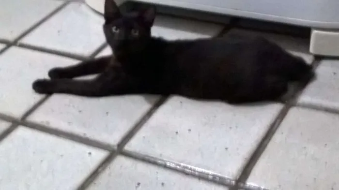 Gato ra a  idade 2 a 6 meses nome Chiquinho