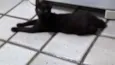 Chiquinho