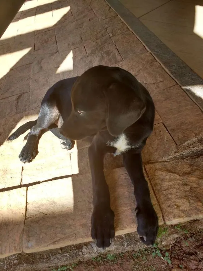 Cachorro ra a Vira lata idade 2 a 6 meses nome Pretinho