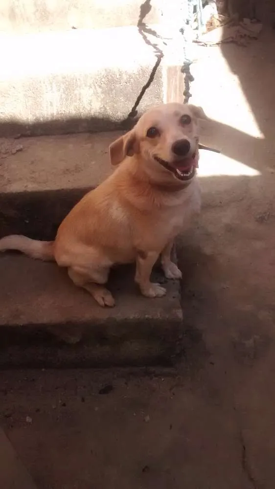Cachorro ra a Vira lata idade 4 anos nome Fofinha