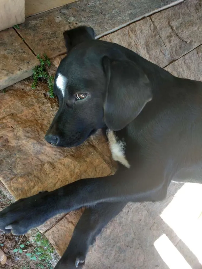 Cachorro ra a Vira lata idade 2 a 6 meses nome Pretinho