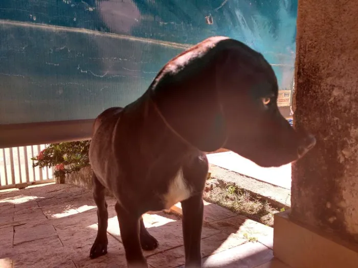 Cachorro ra a Vira lata idade 2 a 6 meses nome Pretinho