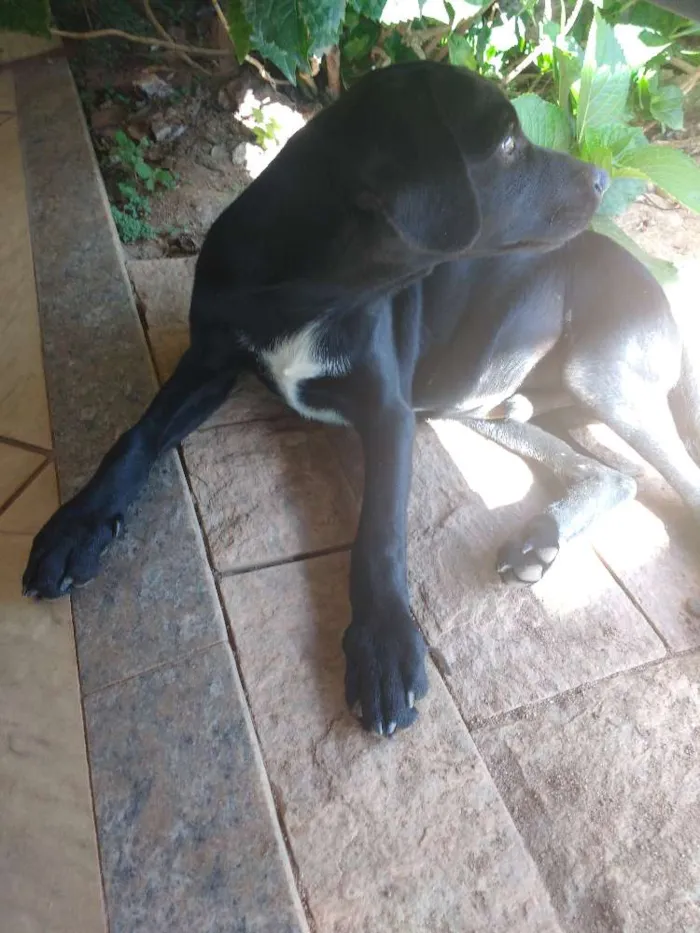 Cachorro ra a Vira lata idade 2 a 6 meses nome Pretinho