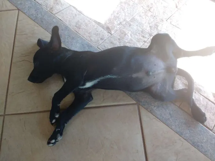 Cachorro ra a Vira lata idade 2 a 6 meses nome Pretinho