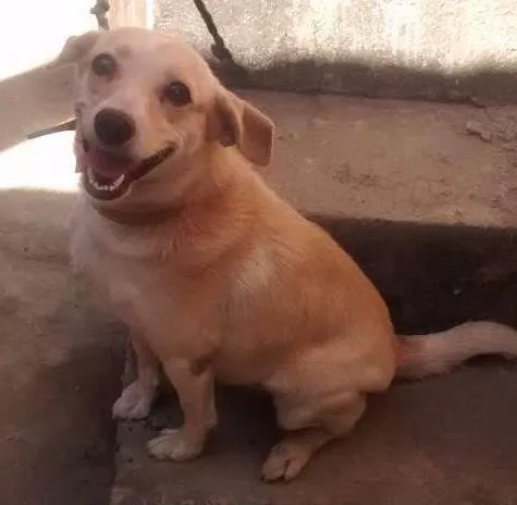 Cachorro ra a Vira lata idade 4 anos nome Fofinha