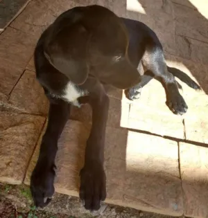 Cachorro raça Vira lata idade 2 a 6 meses nome Pretinho