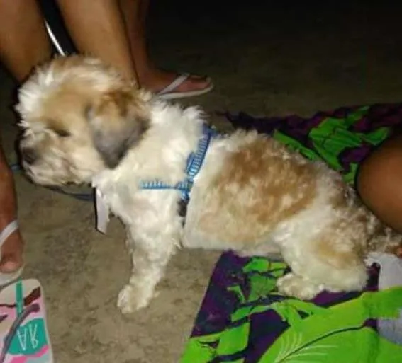 Cachorro ra a iasa idade 3 anos nome maylon