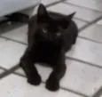Chiquinho