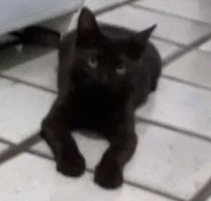 Gato raça  idade 2 a 6 meses nome Chiquinho