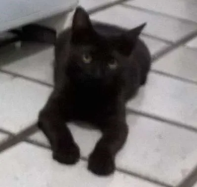 Gato ra a  idade 2 a 6 meses nome Chiquinho