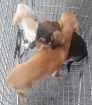 Cachorro raça Vira-lata idade 2 a 6 meses nome Hope, Yoko e Raiden.
