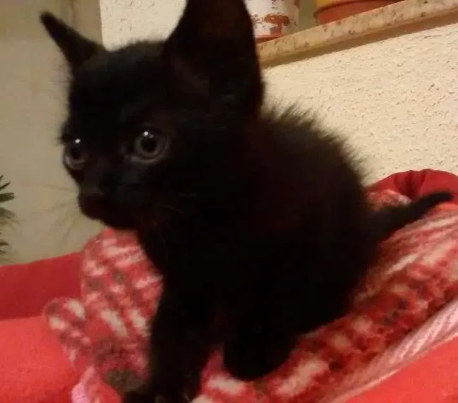 Gato ra a SRD idade 2 a 6 meses nome Anastácia