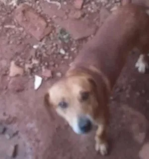 Cachorro raça Vira lata idade 1 ano nome Fred