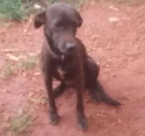 Cachorro raça Virá lata idade 1 ano nome Pantera