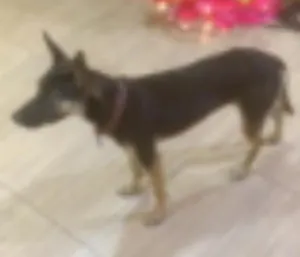 Cachorro raça SRD idade  nome Sem Identificação