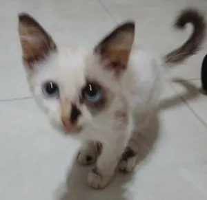 Gato raça Viralata idade Abaixo de 2 meses nome Marylin