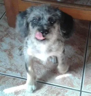 Cachorro raça  idade 2 a 6 meses nome Bolota