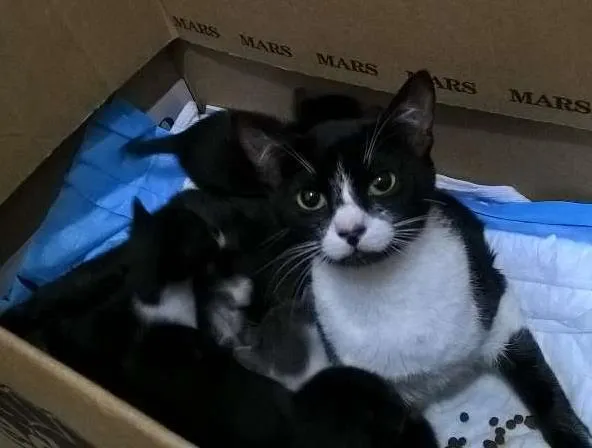 Gato ra a srd idade 1 ano nome Nina