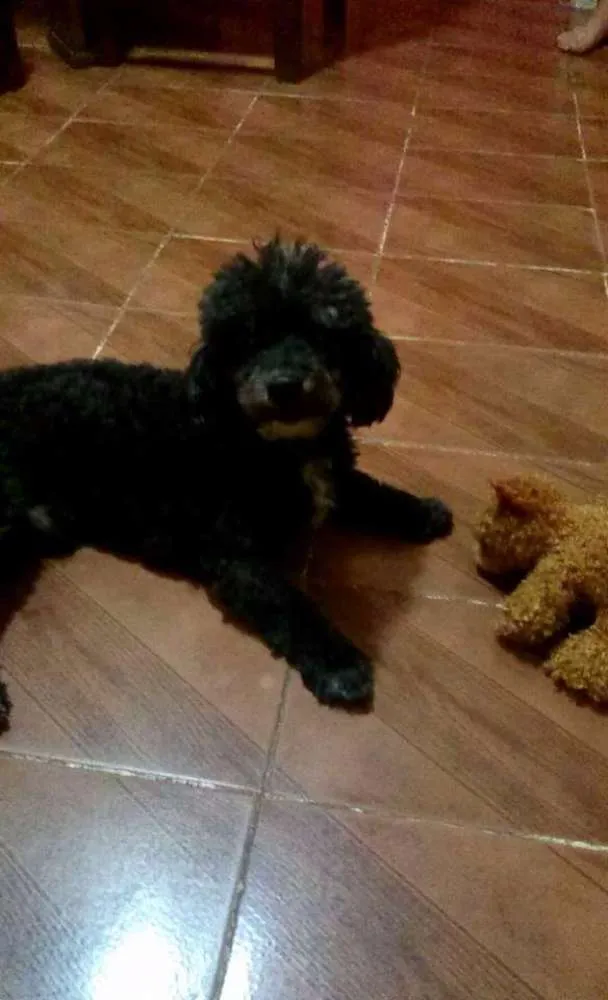 Cachorro ra a Poodle idade 6 ou mais anos nome Woody