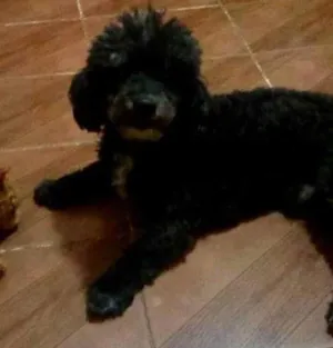 Cachorro raça Poodle idade 6 ou mais anos nome Woody