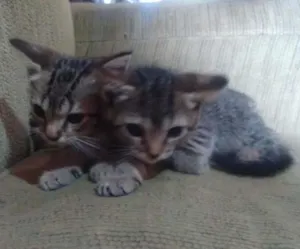 Gato raça SRD idade Abaixo de 2 meses nome FILHOTES