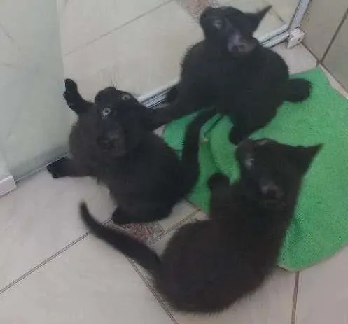 Gato ra a Preto idade 2 a 6 meses nome Não tem nomes ainda