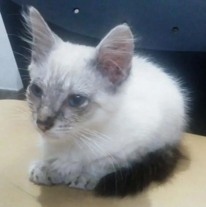 Gato ra a Não sei idade Abaixo de 2 meses nome Stitch