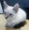 Gato raça Não sei idade Abaixo de 2 meses nome Stitch