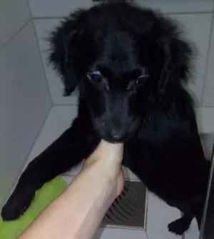 Cachorro raça Poodle  idade 2 a 6 meses nome Gabi