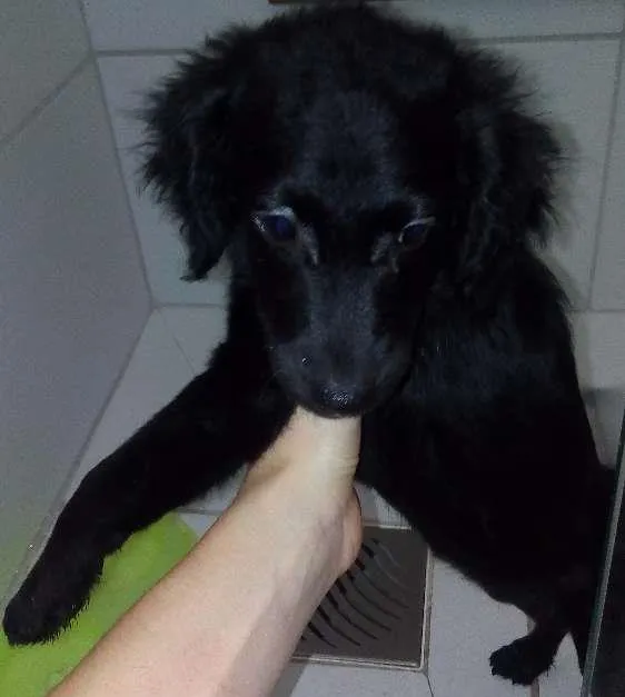 Cachorro ra a Poodle  idade 2 a 6 meses nome Gabi