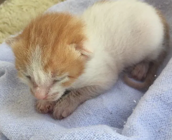 Gato ra a Não sei  idade Abaixo de 2 meses nome Maria gatinha 