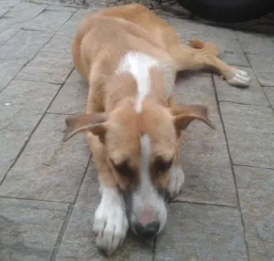 Cachorro raça SRD idade 7 a 11 meses nome sem nome