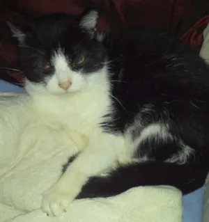 Gato raça  idade 6 ou mais anos nome frajola