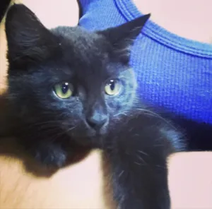 Gato raça  idade 2 a 6 meses nome Lola