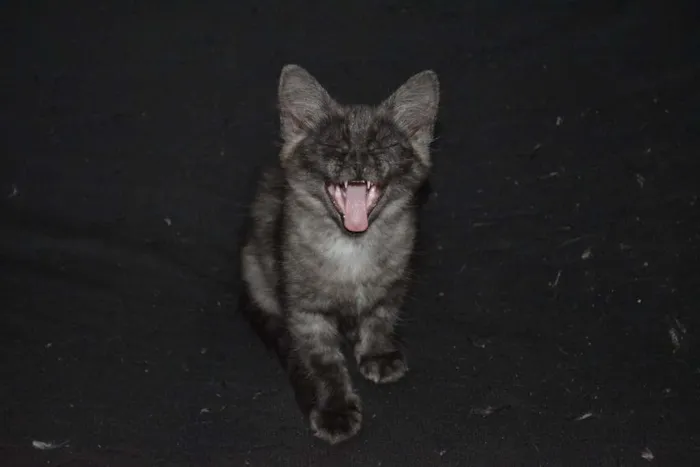 Gato ra a  idade 2 a 6 meses nome Sem nome ainda