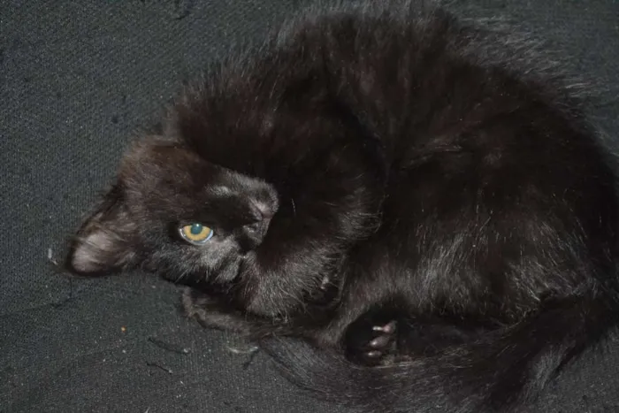 Gato ra a  idade 2 a 6 meses nome Sem nome ainda