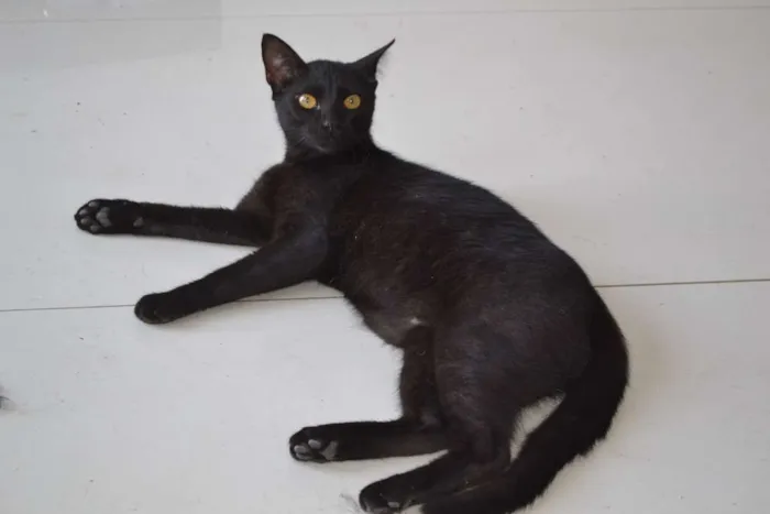 Gato ra a  idade 2 a 6 meses nome Sem nome ainda