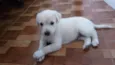 Jake