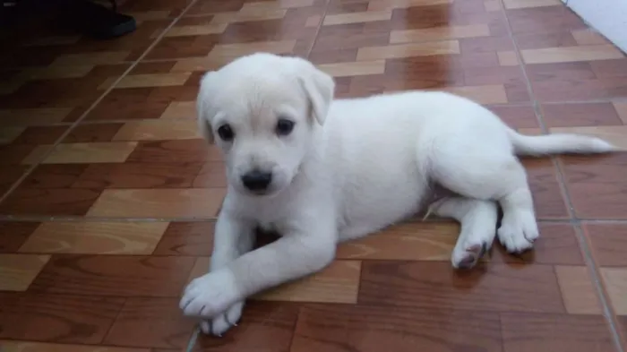 Cachorro ra a Indefinida idade Abaixo de 2 meses nome Jake