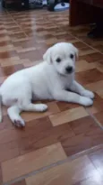 Jake