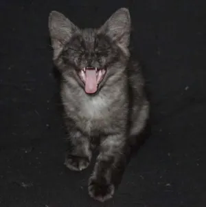Gato raça  idade 2 a 6 meses nome Sem nome ainda