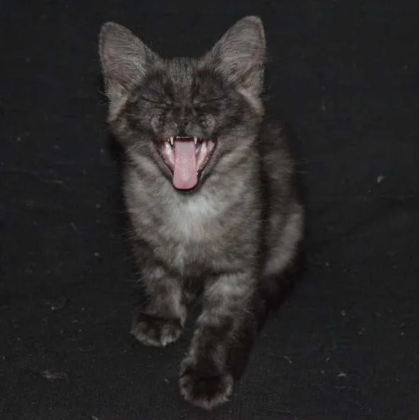 Gato ra a  idade 2 a 6 meses nome Sem nome ainda