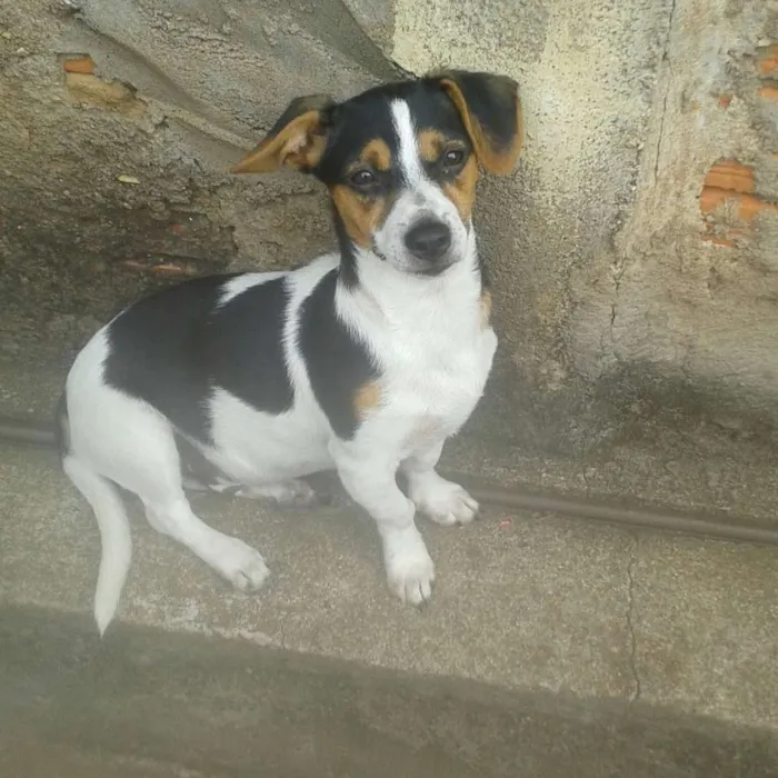 Cachorro ra a Fox paulistana com vira lata idade 2 a 6 meses nome Baduliki