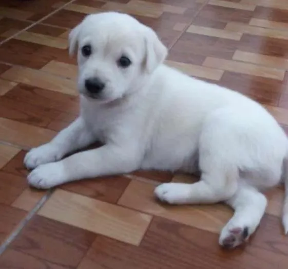 Cachorro ra a Indefinida idade Abaixo de 2 meses nome Jake