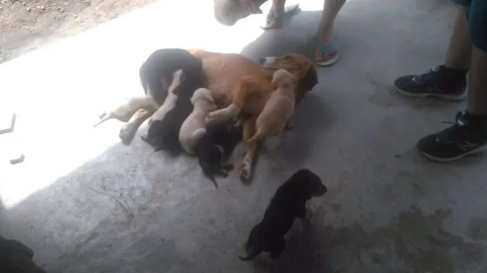 Cachorro ra a Americano idade Abaixo de 2 meses nome Filhotes mestiços